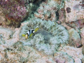 Two clownfish exploring a colourful glass bead anemone (Heteractis aurora) on the coral reef, dive