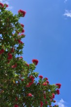 A tree with red flowers against a clear blue sky depicting a sunny summer day, Whiritoa, Wakaito,