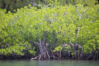 Red mangroves (Rhizophora mangle), Île d'Ambre or Amber Island, Riviere du Rempart region,