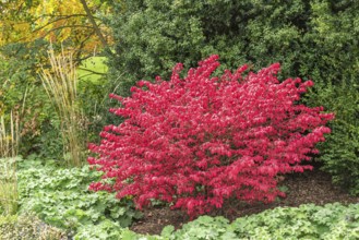 Winged spindle bush (Euonymus alatus 'Compactus')