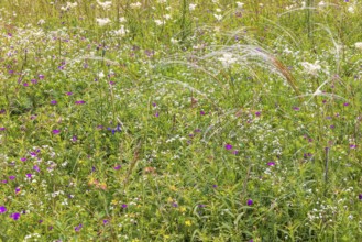 Blooming meadow with wildflowers like bloody crane's-bill (Geranium sanguineum) and feather grass