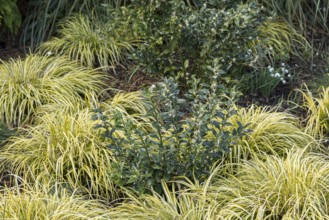 Fleshberry (Sarcococca confusa)