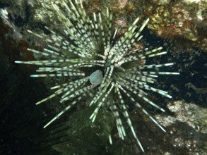 Exotic patterned sea urchin in an interesting colour and with long spines, banded sea urchin