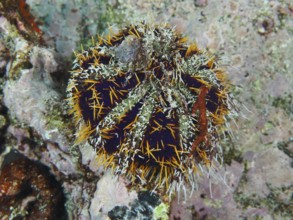 Peacock urchin (Tripneustes gratilla) with sharp spines and yellow details in underwater landscape,