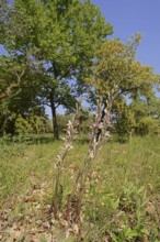 Violet limodore (Limodorum abortivum), Provence, southern France
