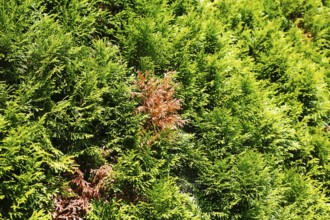 Thujas (Thuja), disease on thuja hedge, brown spots in rich green colour, arborvitae, evergreen