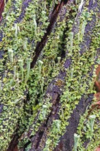 Trumpet cup lichen (Cladonia fimbriata) growing on a tree stump with other lichens