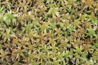 Marsh peat moss (Sphagnum palustre), Province of Drenthe, Netherlands