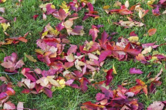 Fallen Acer tataricum 'Bergiana Flame' Amur Maple tree leaves fallen on green grass lawn in autumn,