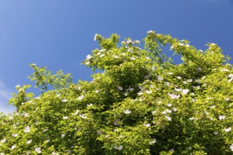 Wild dog rose (Rosa corymbifera) in bloom against a blue sky, Saxony, Germany