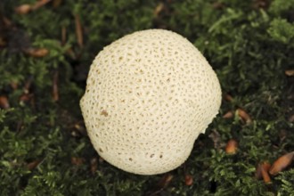 Common earthball (Scleroderma citrinum), North Rhine-Westphalia, Germany