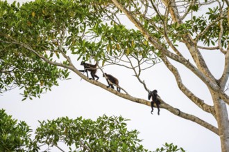 Geoffroy's spider monkey (Ateles geoffroyi), three monkeys in a tree, Sirena, Corcovado National