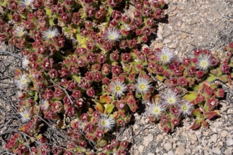 Flowering succulents on Dirk Hartog Island, Dirk Hartog Island National Park, named after the Dutch