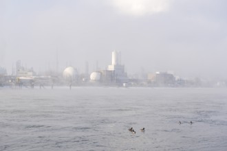 BASF plant site on the banks of the Rhine, chemical company, Canada geese, foggy mood,