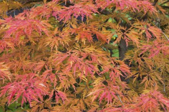 Acer palmatum x pseudosieboldianum 'Jack Frost Ice Dragon' - Hydrid Smooth Japanese Maple tree