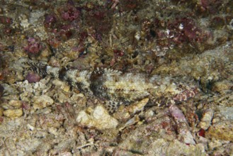 A camouflaged fish, gracile lizardfish (Saurida gracilis), lies almost invisible on a rocky seabed,