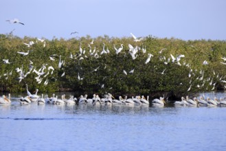 Rhinoceros Pelican (Pelecanus erythrorhynchos), adult, group, in water, fishing, wintering,