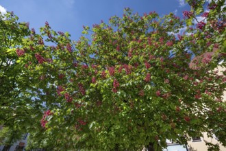 Flowering red chestnut tree (Aesculus pavia), Bavaria, Germany