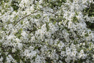 Apple blossom (Malus domestica), Lower Saxony, Germany