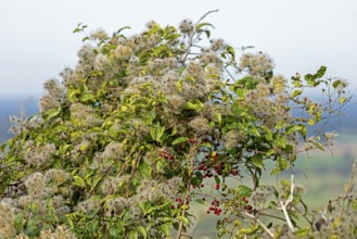 Seed heads, knotweed (Fallopia baldschuanica), Truleigh Hill, Shoreham by Sea, South Downs, West