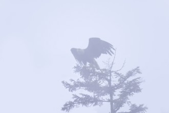 Bald Eagle (Haliaeetus leucocephalus), Iowa, USA