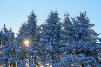 Snow-covered spruce trees with sunbeams through the branches in the cold forest, winter,
