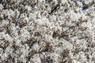 Copper rock pear (Amelanchier lamarckii), Emsland, Lower Saxony, Germany