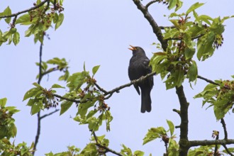 Common Blackbird (Turdus merula) male singing from tree in spring