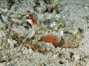 Red coloured Spiny Devilfish (Inimicus didactylus) on the seabed, dive site Pidada, Penyapangan,