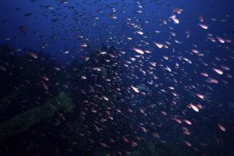 A shoal of Mediterranean flagfish (Anthias anthias) swimming in a deep blue sea, dive site Wreck le
