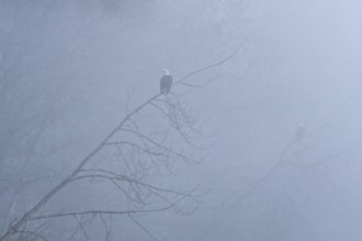 Bald Eagle (Haliaeetus leucocephalus), Alaska, USA