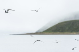Arctic terns (Sterna paradisea) in flight, near Hofsos or Hofsós, Skagafjörður, Norðurland, Iceland