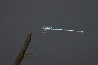 Goblet-marked damselfly (Erythromma lindenii) m approaching deadwood, Hesse, Germany