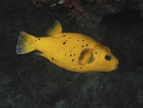 Guineafowl puffer (Arothron meleagris), yellow variant, Sodwana Bay National Park dive site,