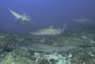 Sand tiger shark (Carcharias taurus)