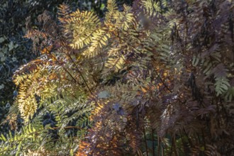 Royal fern (Osmunda regalis) in autumn foliage, Emsland, Lower Saxony, Germany