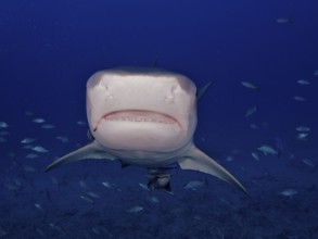 Close-up of tiger shark (Galeocerdo cuvier) in the blue ocean, its teeth are visible, dive site