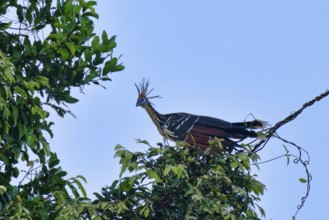 Hoatzin or Andean Coot (Opisthocomus hoazin) perched on a branch in the tropical forest, Alta