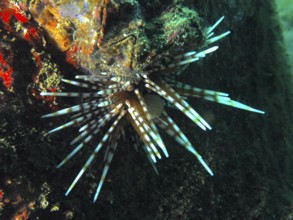 Colourful patterned sea urchin with long, pointed spines, banded sea urchin (Echinothrix