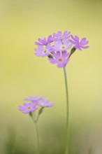 Primula farinosa, Upper Bavaria, Bavaria, Germany