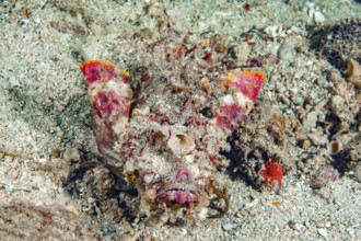 Close-up of Devilfish (Inimicus didactylus) Indian Walkman, Bearded Ghoul, Devil Stinger Fish with