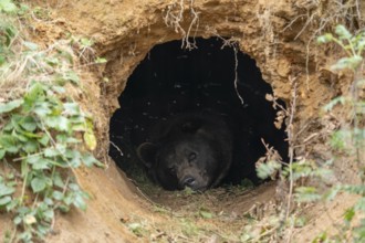 Brown bear (Ursus arctos) lying in its self-dug den, captive, Germany