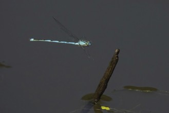 Goblet-marked damselfly (Erythromma lindenii) approaching deadwood, Hesse, Germany