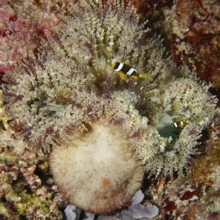 Two clownfish swimming above a glass bead anemone (Heteractis aurora) in a coral reef, dive site