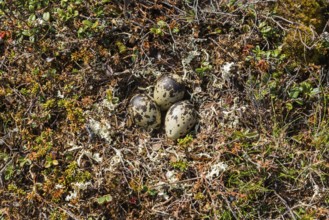 Eurasian dotterel (Charadrius morinellus) Clutch, nest