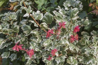 'Carnival' Hedge Maple (Acer campestre) tree in summer, Quebec, Canada