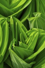 A detailed close-up of white hellebore, Veratrum album, leaves, displaying their vibrant green