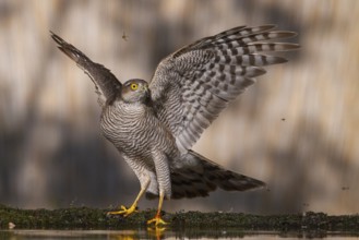 Eurasian Sparrowhawk (Accipiter nisus) at a waterhole, Subotica, Serbia