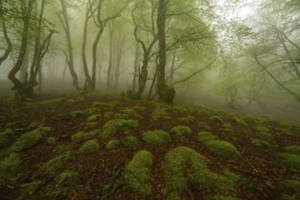 A mystical forest scene shrouded in mist, featuring a lush, moss covered forest floor in the