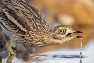 Eurasian Stone-curlew (Burhinus oedicnemus) drinking, Castile-La Mancha, Spain
